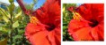 /album/poze-editate/floare-rosie-before-after-dsc04144-jpg/